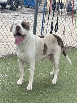 Pit Bull Terrier and Mixed Breed Dogs Available for Adoption in Pasadena, Texas - SPOT | PetCurious