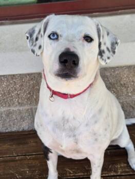 JOLIE -  Dalmatian and Mixed Breed Dog for Adoption in Derwood, Maryland - JOLIE | PetCurious