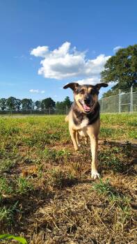 Bluff -  German Shepherd Dog and Mixed Breed Dog for Adoption in Clinton, Wisconsin - Bluff | PetCurious
