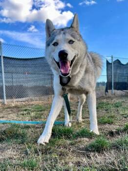 Rescue Siberian Husky Dogs for Adoption in Salem, Oregon - Tricks-E | PetCurious