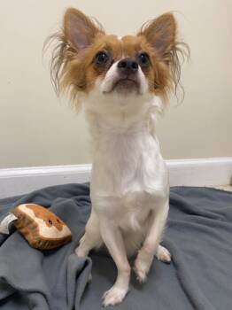 Rescue Chihuahua and Papillon Dogs for Adoption in Fall River, Massachusetts - FinFin | PetCurious