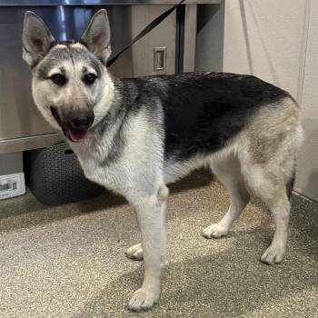 Sasha* -  Shepherd Dog for Adoption in San Gabriel, California - Sasha* | PetCurious