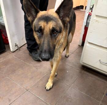 Delgado -  German Shepherd Dog Dog for Adoption in Cleburne, Texas - Delgado | PetCurious