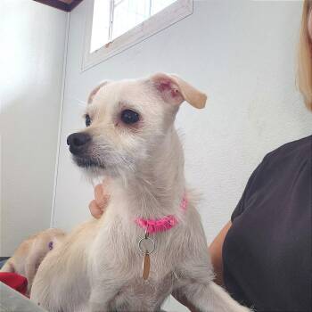 Sugar -  Terrier and Chihuahua Dog for Adoption in Prescott, Arizona - Sugar | PetCurious