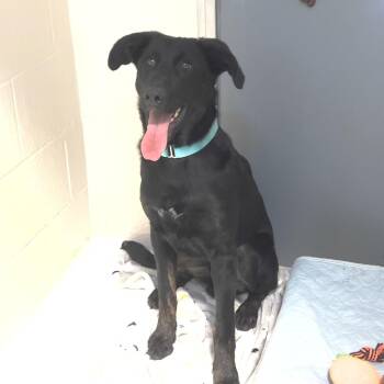 Mixed Breed Dogs Available for Adoption in Port Townsend, Washington - Wren | PetCurious