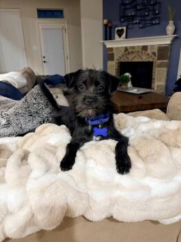 Ferb -  Chihuahua and Shih Tzu Dog for Adoption in Frisco, Texas - Ferb | PetCurious