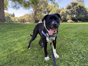 Twinzito -  Pit Bull Terrier Dog for Adoption in Berkeley, California - Twinzito | PetCurious