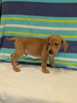 Sebastian -  Beagle and Mixed Breed Dog for Adoption in Aiken, South Carolina - Sebastian | PetCurious
