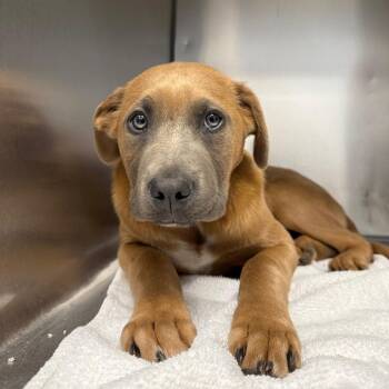 Retriever and Mixed Breed Dogs Available for Adoption in Martinsville, Virginia - Scotty | PetCurious