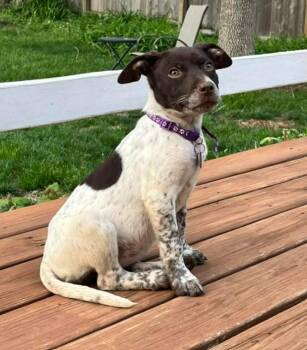 English Pointer Dogs Available for Adoption in Lincoln, Nebraska - DAISY | PetCurious