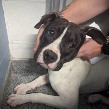 Lil Buddy -  Mixed Breed Dog for Adoption in Jeffersonville, Indiana - Lil Buddy | PetCurious
