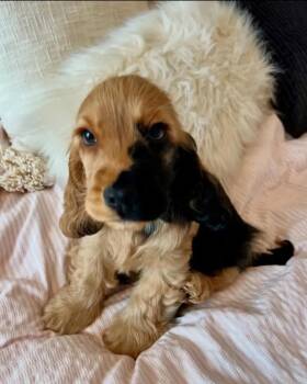 Kc -  Dachshund Dog for Adoption in Woodsfield, Ohio - Kc | PetCurious
