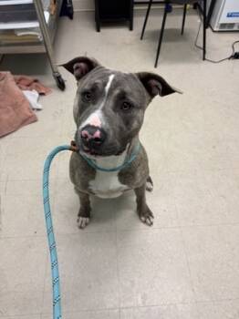 Rescue Pit Bull Terrier and Mixed Breed Dogs for Adoption in Columbus, Indiana - Hans | PetCurious