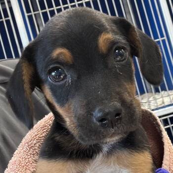 Mudslide -  Mixed Breed Dog for Adoption in Las Cruces, New Mexico - Mudslide | PetCurious