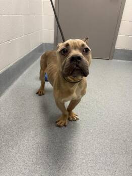 SINBAD -  Pit Bull Terrier Dog for Adoption in Indianapolis, Indiana - SINBAD | PetCurious