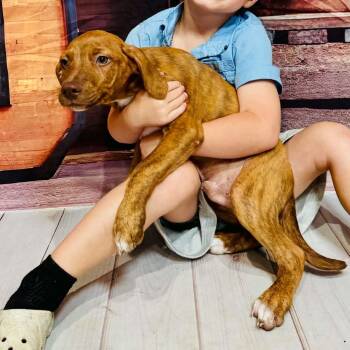 Casey -  Australian Shepherd and Mixed Breed Dog for Adoption in Blairstown, New Jersey - Casey | PetCurious