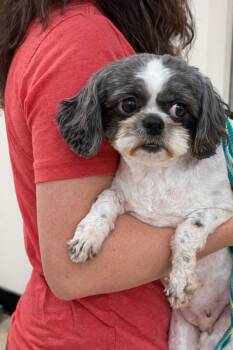 Shih Tzu Dogs Available for Adoption in Houston, Texas - Lucy Turner | PetCurious