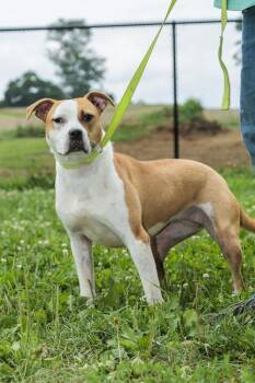 Rescue Pit Bull Terrier Dogs for Adoption in Chester Springs, Pennsylvania - Kendall | PetCurious