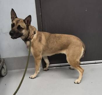Shepherd Dogs Available for Adoption in Lawrenceville, Georgia - Pen 167 Macy | PetCurious