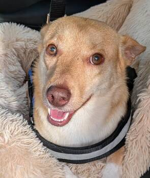 Koa -  Corgi and Mixed Breed Dog for Adoption in St. Augustine, Florida - Koa | PetCurious