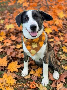 Rescue Staffordshire Bull Terrier and Mastiff Dogs for Adoption in Grove, Oklahoma - Jill | PetCurious