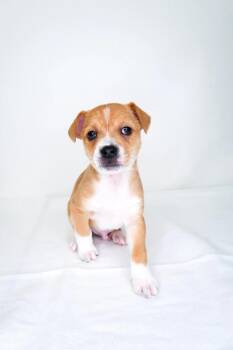 Terrier Dogs Available for Adoption in Bixby, Oklahoma - Bumblebee | PetCurious