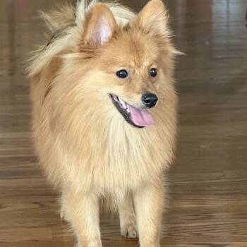 Rescue Pomeranian Dogs for Adoption in Ridgefield, Washington - Mr. Love Bug Jimmy | PetCurious