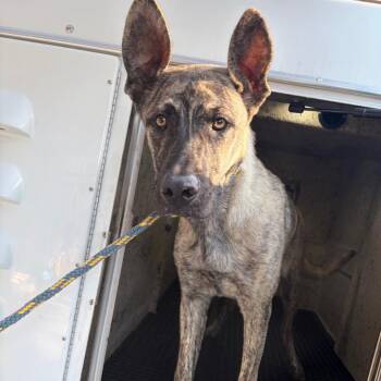 Diesel -  Shepherd Dog for Adoption in San Gabriel, California - Diesel | PetCurious