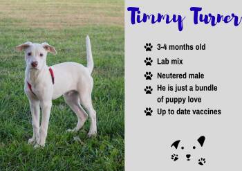 Timmy Turner -  Labrador Retriever Dog for Adoption in Junction City, Kansas - Timmy Turner | PetCurious