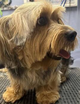 RALPH -  Yorkshire Terrier Dog for Adoption in El Cajon, California - RALPH | PetCurious