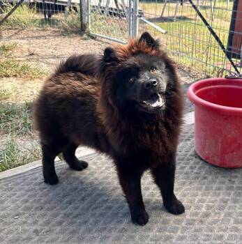 Mishka -  Chow Chow Dog for Adoption in Temple, Texas - Mishka | PetCurious
