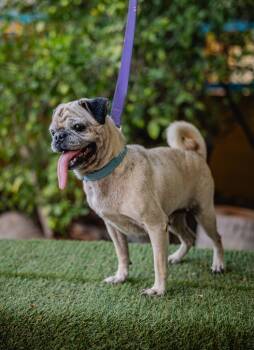 Rescue Pug Dogs for Adoption in Anacortes, Washington - Chachita | PetCurious