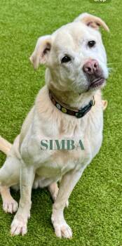 Rescue Labrador Retriever Dogs for Adoption in Sandy Springs, Georgia - Simba | PetCurious