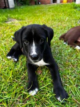 Chelsea -  Siberian Husky and English Springer Spaniel Dog for Adoption in New Baltimore, Michigan - Chelsea | PetCurious