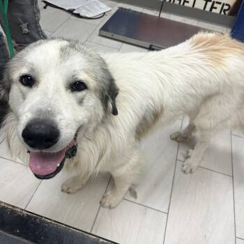 Wallace -  Great Pyrenees Dog for Adoption in Lufkin, Texas - Wallace | PetCurious