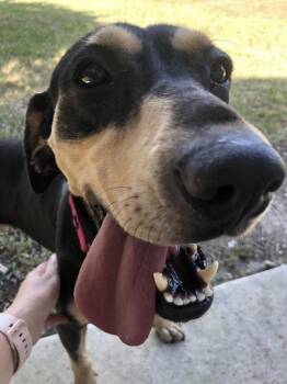 Coonhound Dogs Available for Adoption - Caroline | PetCurious