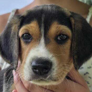 Dakota -  Hound and Mixed Breed Dog for Adoption in Glenfield, New York - Dakota | PetCurious