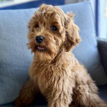 Ruby -  Miniature Poodle and Labrador Retriever Dog for Adoption in San Mateo, California - Ruby | PetCurious