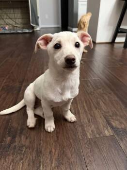 Dachshund Dogs Available for Adoption - Gravy | PetCurious