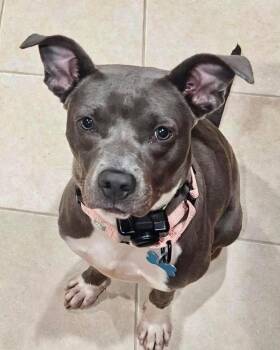 Diamond -  Staffordshire Bull Terrier Dog for Adoption in Wappingers Falls, New York - Diamond | PetCurious
