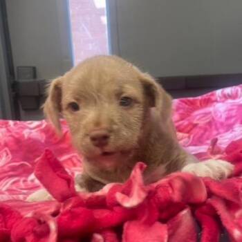 Pit Bull Terrier Dogs Available for Adoption - Hemmy | PetCurious