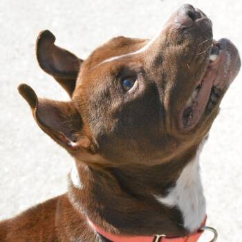 Pit Bull Terrier Dogs Available for Adoption - Scrappy | PetCurious