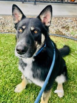 Rescue German Shepherd Dog and Siberian Husky Dogs for Adoption in Yakima, Washington - Quincey | PetCurious