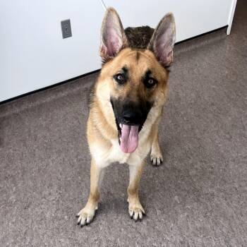 Macai -  German Shepherd Dog Dog for Adoption in Brentwood, Missouri - Macai | PetCurious