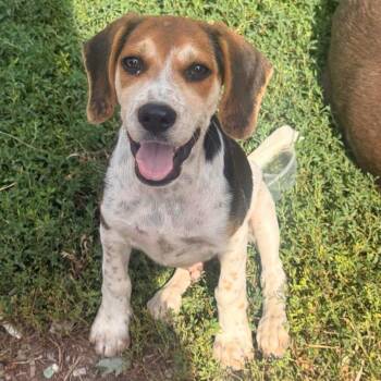 John -  Beagle Dog for Adoption in Rochester, Minnesota - John | PetCurious