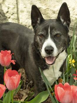 Cattle Dog and Black Labrador Retriever Dogs Available for Adoption in Chicago, Illinois - Holly | PetCurious