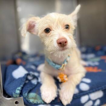 Bruiser -  Chihuahua and Mixed Breed Dog for Adoption in Laredo, Texas - Bruiser | PetCurious
