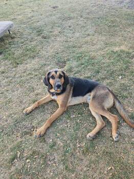Boswell -  Bloodhound and Mixed Breed Dog for Adoption in Breinigsville, Pennsylvania - Boswell | PetCurious