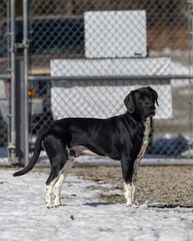Great Dane and Labrador Retriever Dogs Available for Adoption - Brody  | PetCurious