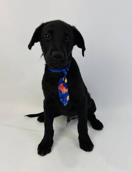 Tonic -  Labrador Retriever Dog for Adoption in Alvin, Texas - Tonic | PetCurious